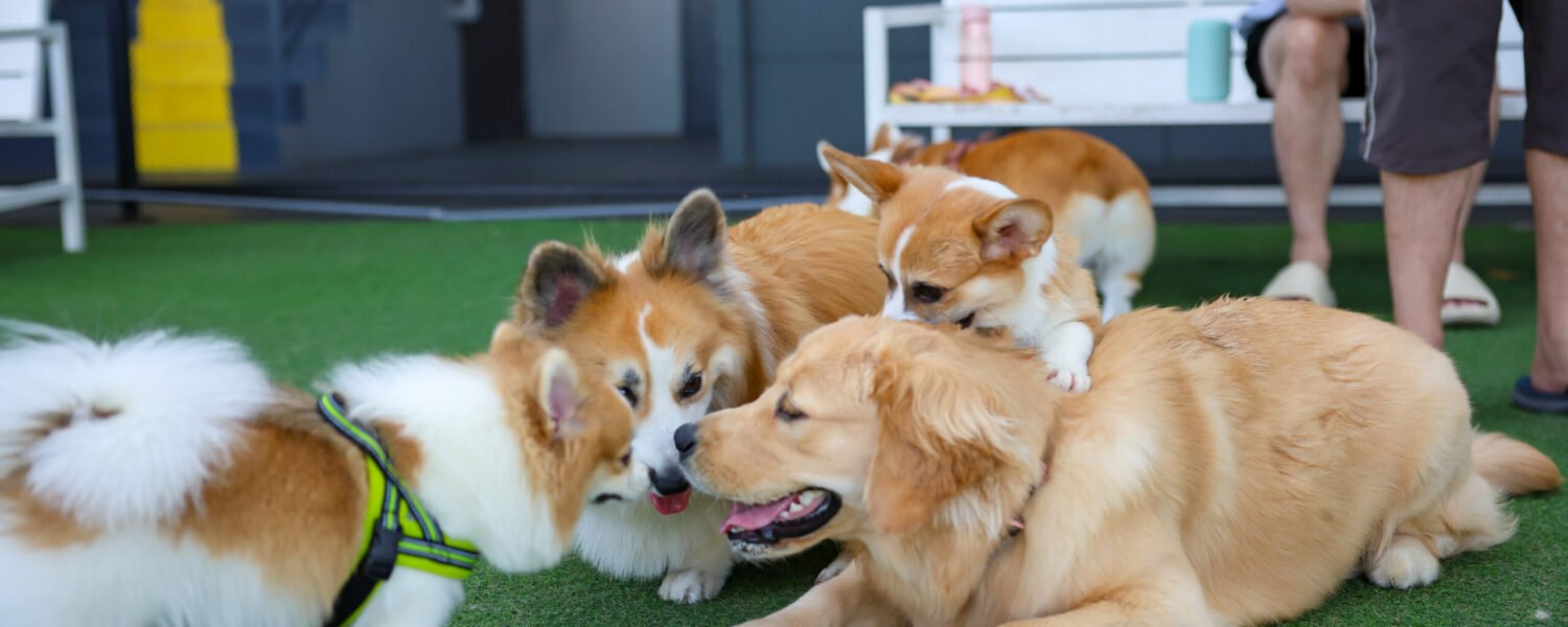 Happy dogs Welsh Corgi Pembroke with friends play and do exercise together in the pet park with artificial grass.