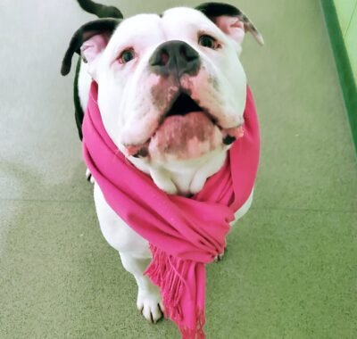 9b285f0a-ac81-467f-90f8-8d1f10ca0d93